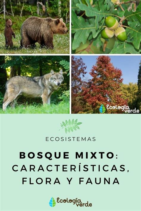 Bosque Mixto Flora Y Fauna