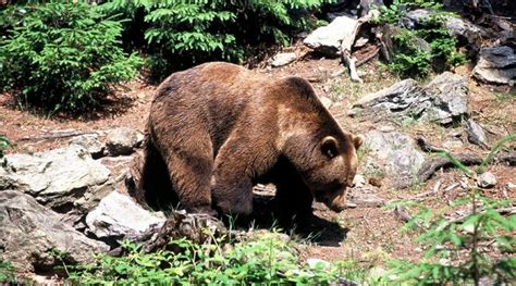 Etats Unis Un Homme Se Bat Mains Nues Contre Un Ours Pour Sauver Son