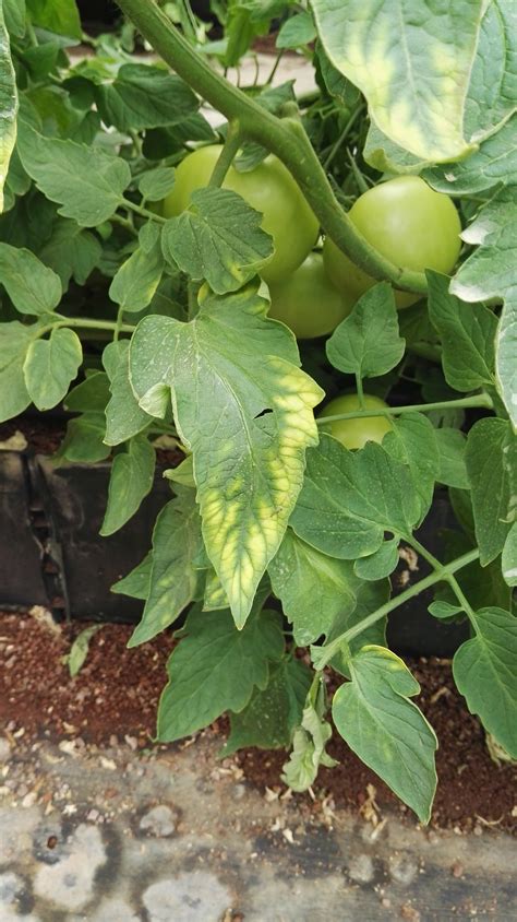 Tomato Nutrient Deficiencies Haifa Group