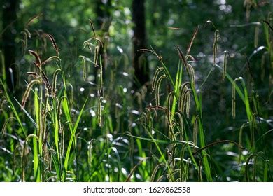 248 Motovun forest Images, Stock Photos & Vectors | Shutterstock