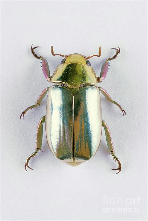 Jewel Scarab Photograph by Barbara Strnadova