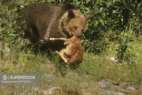 Do bears and deer ever interact with each other? - Quora