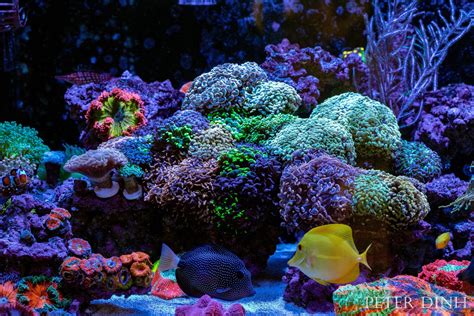 The Role of Coral Symbiosis in Reef Aquarium Health and Diversity