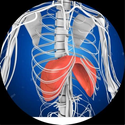 Diaphragm Rehabilitation