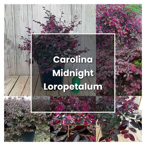 How To Grow Carolina Midnight Loropetalum Plant Care And Tips