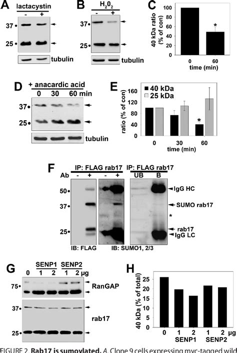 Figure From The Gtp Bound And Sumoylated Form Of The Rab Small