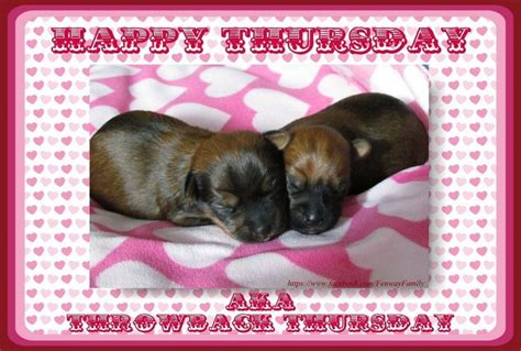 Dog Meme, Happy Thursday https://www.facebook.com/FenwayFamily | Dog ...