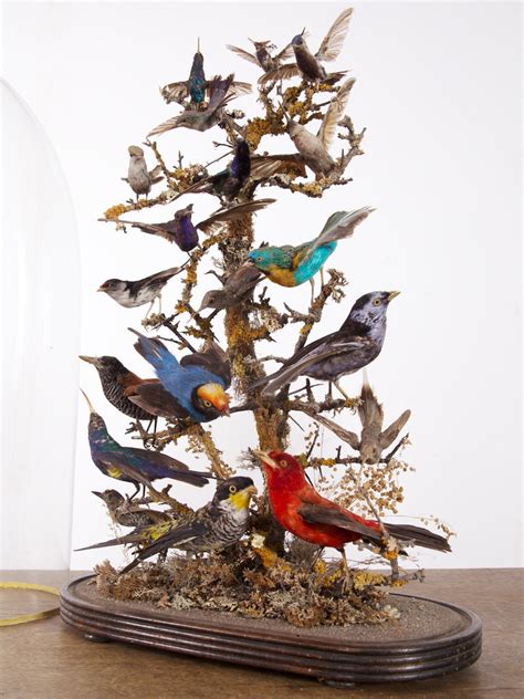 Taxidermy Birds Drew Pritchard Ltd