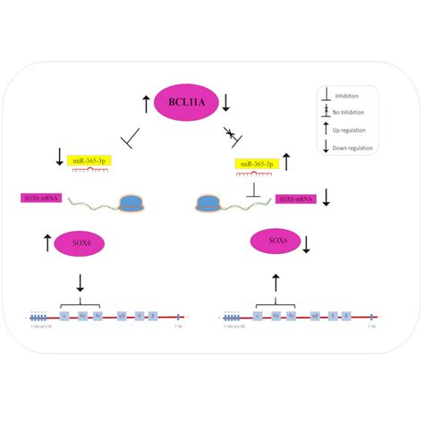 MiR 365 3p Mediates BCL11A And SOX6 Erythroid Specific Coregulation A