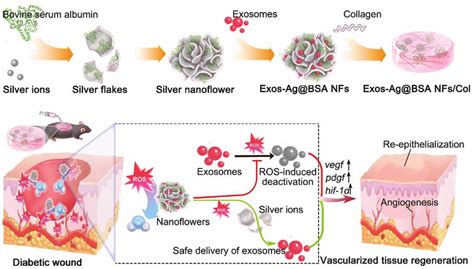 Scheme Schematic Illustration Of Injectable Exos Ag Bsa Nfs Col