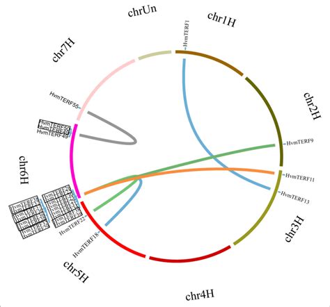 Chromosomal Location And Gene Duplication Of Hvmterfs Tandemly