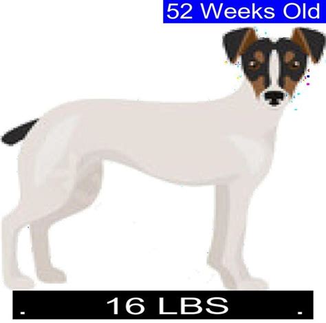 Jack Russell Terrier Growth Chart Jack Russell Terrier Weight Calculator