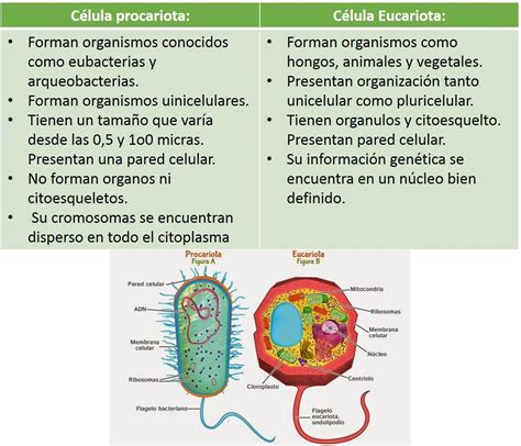 Cuadro Comparativo Entre Celulas Procariotas Y Eucariotas Brainly Lat