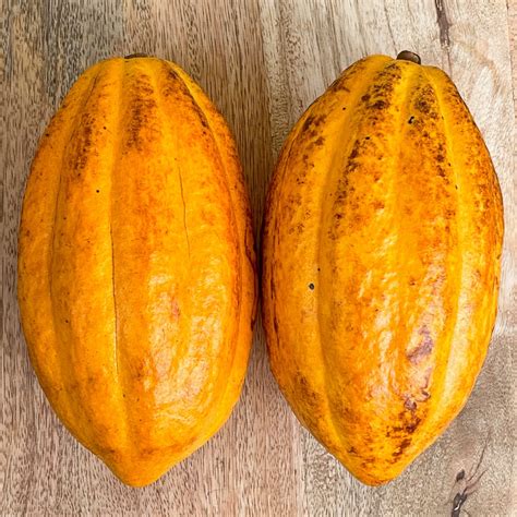 Forastero Theobroma Cacao Cocoa Chocolate Fruit Tropical Tree Etsy