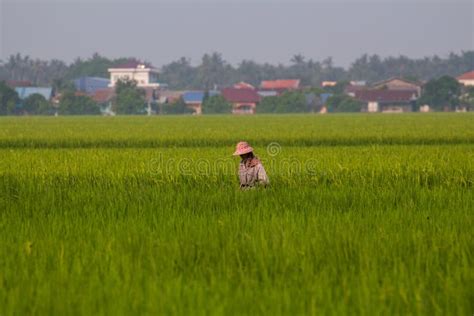 Sekinchan Paddy Field Editorial Stock Photo Image Of Environment