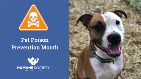 Pet Poison Prevention Month Humane Society Of Macomb