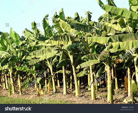 Banana Plantation Stock Photo 104068 : Shutterstock