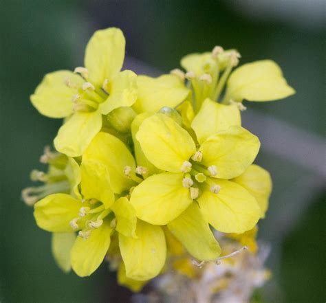 Sisymbrium Officinale Hedge Mustard Sisymbrium Officinal Flickr