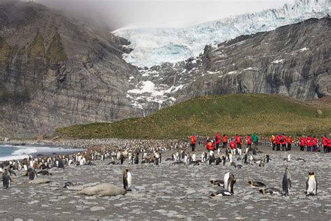 Antarctica South Georgia And The Falklands Reef And Rainforest Tours