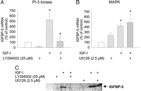 IGF I Induced IGFBP 5 Gene Expression And Protein Concentration In