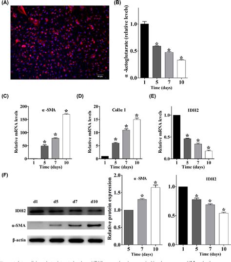 Figure 2 from The mechanism and role of intracellular α ketoglutarate