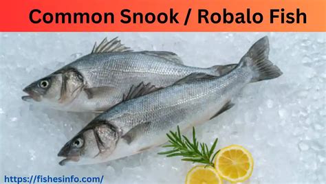 Robalo Fish Facts, Feeding Habits, and Best Fishing Tips