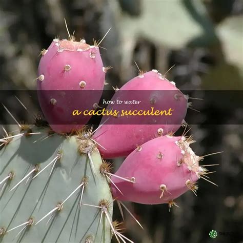 The Essential Guide To Properly Watering Your Cactus Succulent Shuncy