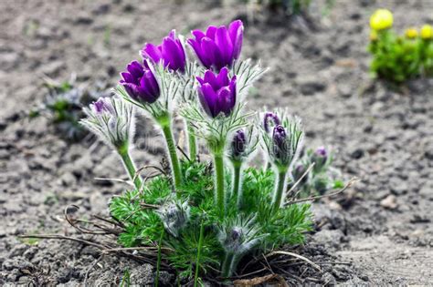 Patens P Rpuras Del Pulsatilla De Las Flores Que Crecen En Jard N De La