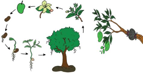 Daur Hidup Tumbuhan Mangga Materi Belajar Online