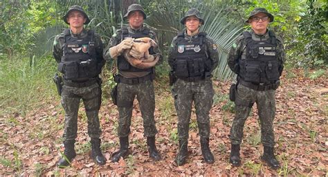 Polícia Ambiental resgata tamanduá mirim no município de Barbalha No