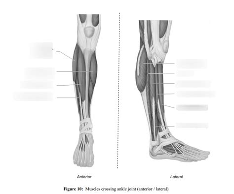 Muscles crossing the ankle joint Diagram | Quizlet