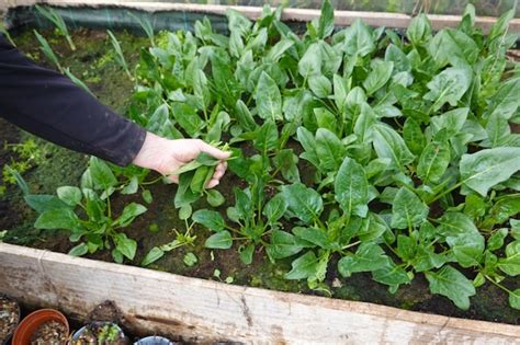 Premium Photo | Man picking spinach leaves for harvesting spinach ...