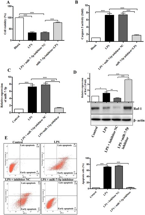 MiR 7 5p Inhibition Reversed LPS Mediated Apoptosis In BEAS 2B Cells