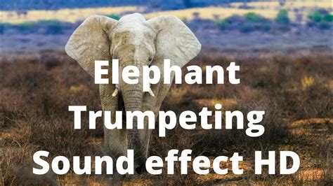 Elephant Trumpeting Sound Effect Hd Youtube