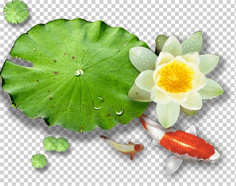 Ilustración de hojas verdes y blancas nelumbo nucifera nenúfares