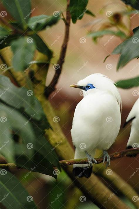 Bird Bali Mynah Stock Image Image Of Kong Mynah 12788407