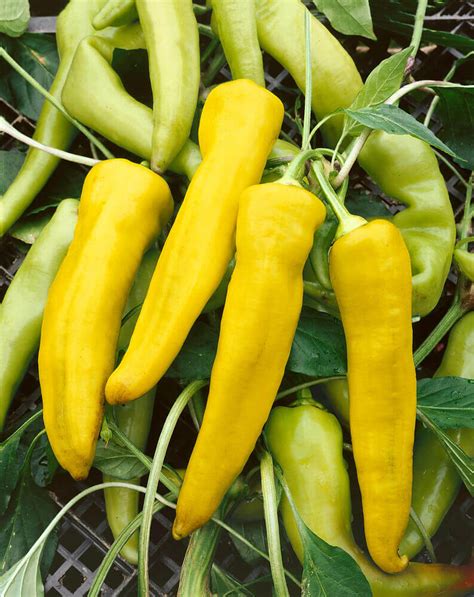 Hungarian Yellow Wax Pepper Seeds Hot Type 1925 OSC Seeds