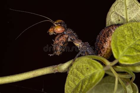 Acontistid Mantis Nymph Stock Image Image Of Acanthopoidea 227438613