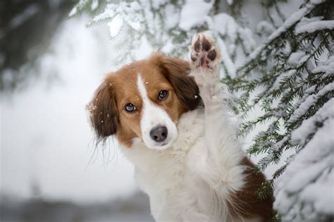 Fondos de pantalla perro nieve invierno Animales mamíferos