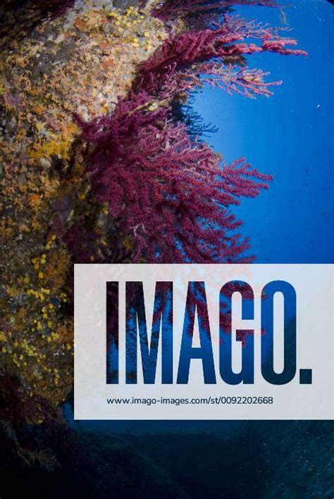 Gorgonian Coral Paramuricea Clavata On Rock Face Covered With Yellow