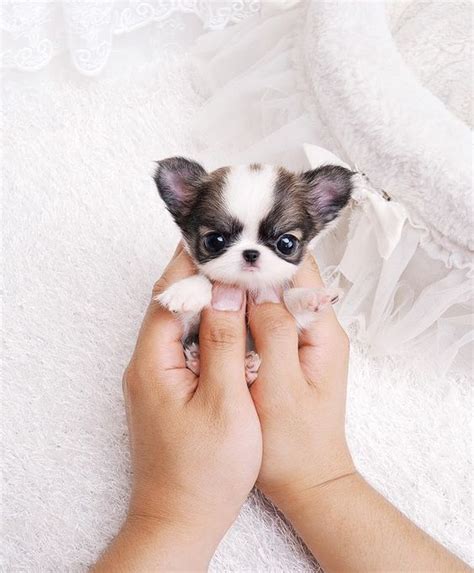 22 Adorably Tiny Puppies That Will Make Your Heart Melt From Cuteness