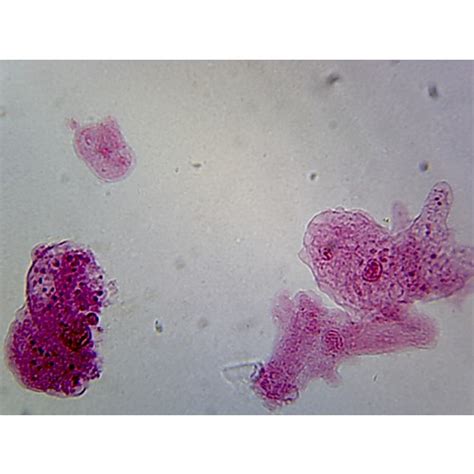 Amoeba Proteus Microscope Slide