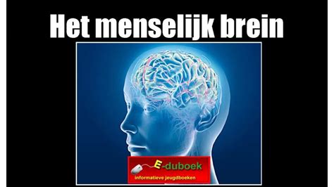 Het Menselijk Brein Inkijkexemplaar Groep 7 8 Youtube