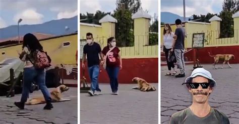 Un Hombre Finge Acariciar A Perrito Para Robarle Su Playera