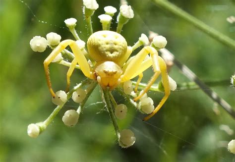 Thomisidae Misumena vatia