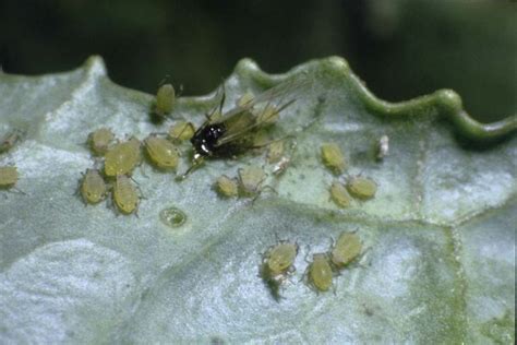 Melon Aphid - Vegetable Resources Vegetable Resources