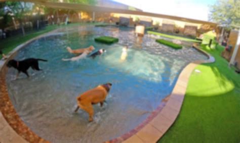 Doggie daycare, dog boarding and grooming