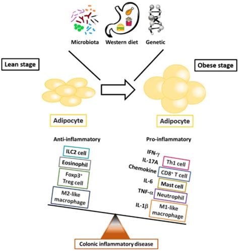 Obesity And Inflammatory Bowel Disease Encyclopedia Mdpi