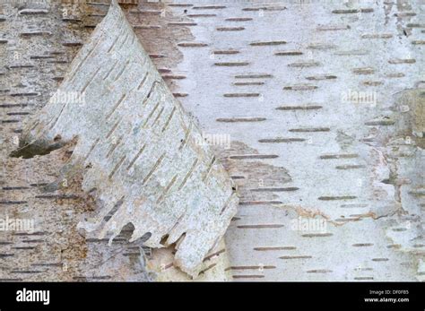 Betula Pendula Rinde Detail Stockfotos Und Bilder Kaufen Alamy