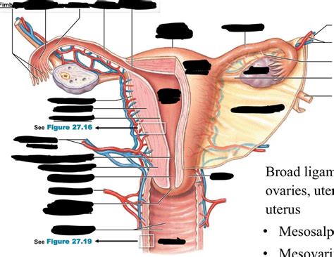 Reproductive Diagram Diagram Quizlet